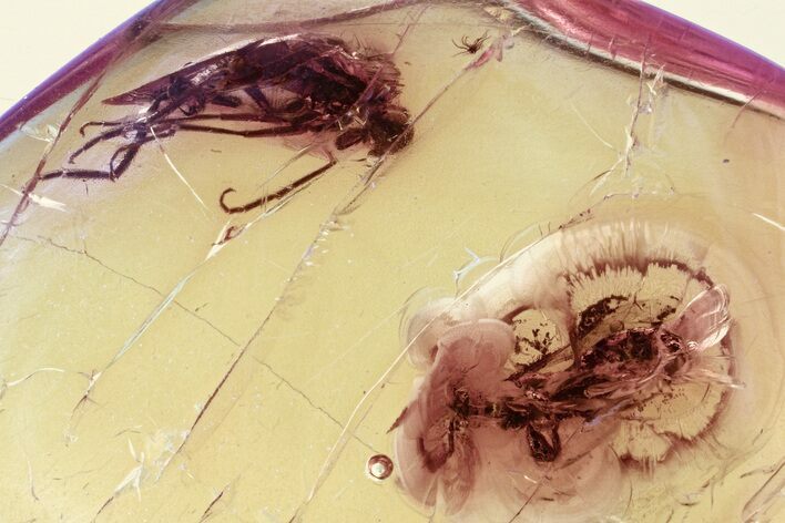 Detailed Fossil Dagger Fly and Parasitoid Wasp in Baltic Amber #335711